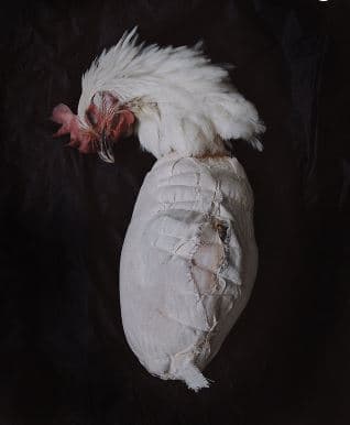 Poularde de Bresse