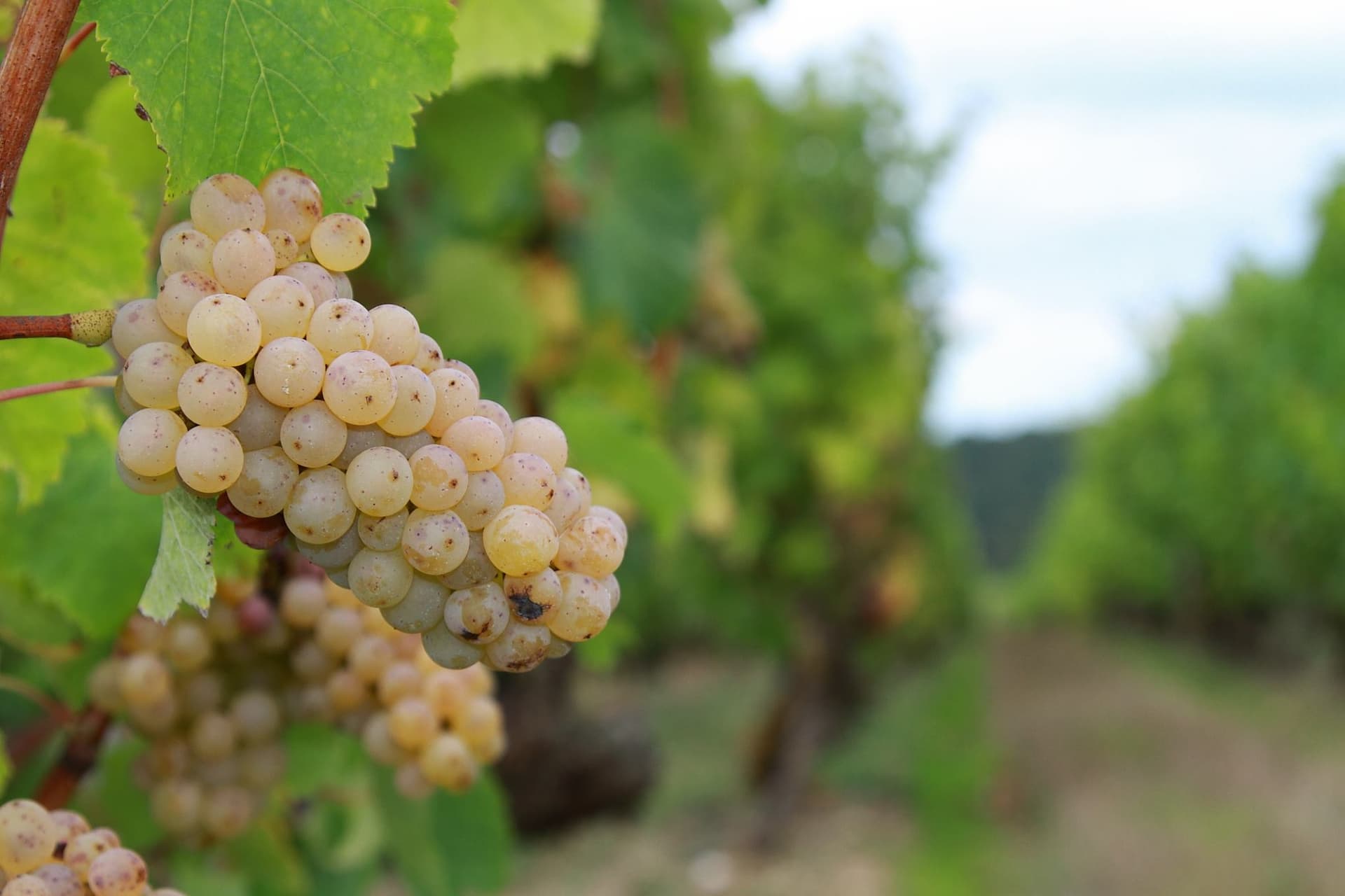 Foto des Shops von Vignobles Chéneau
