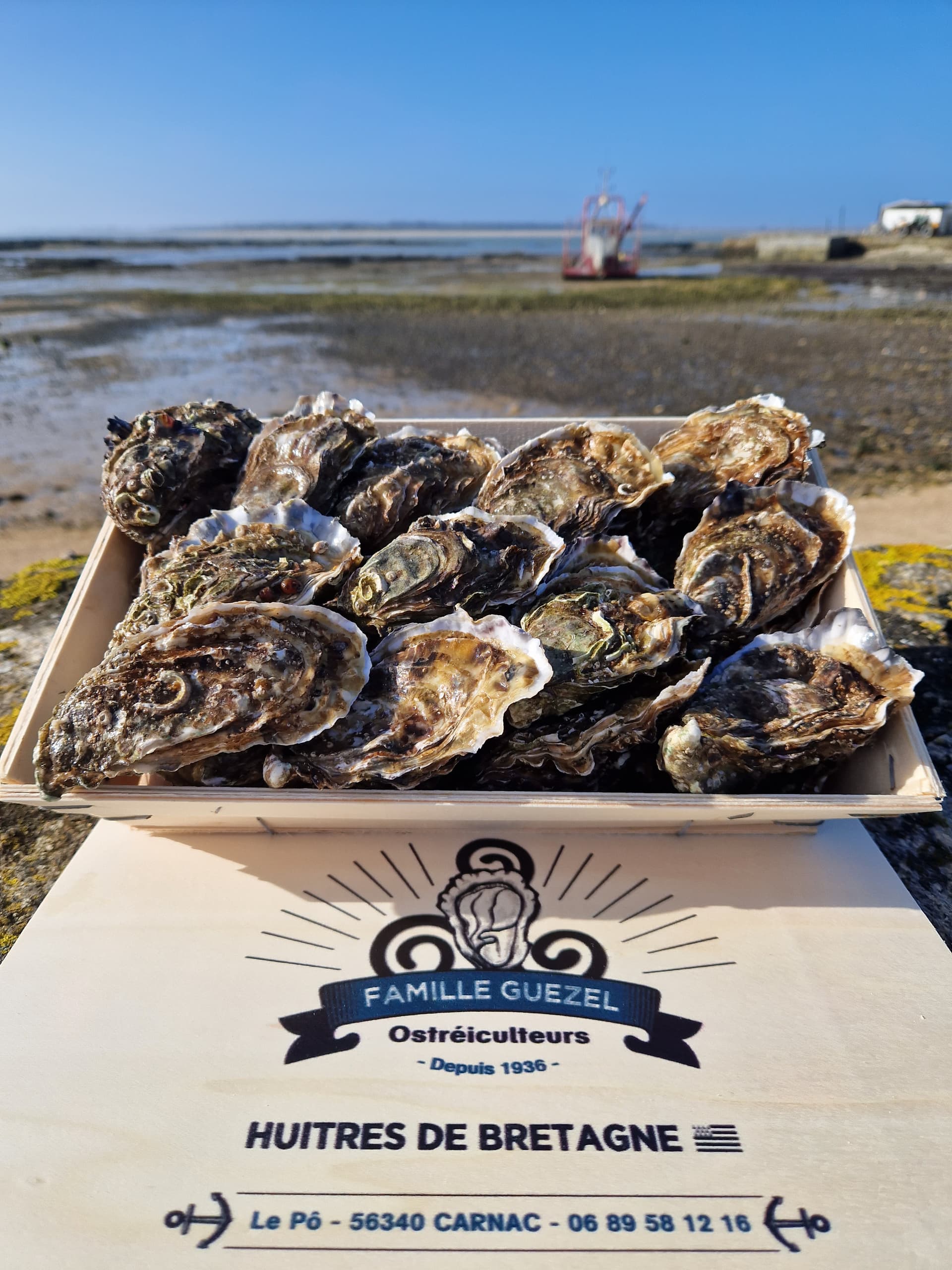 Bretonische Felsenaustern aus der Bucht von Quiberon Nr. 3 x 72
