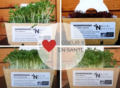 Microgreens Paket „Gesundes Herz“ (Brokkoli, Rotkohl, Kale, Rucola), 4 Schalen