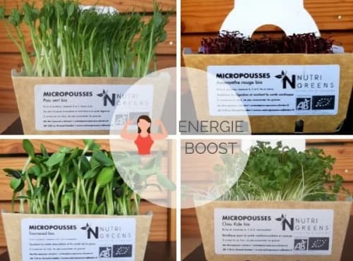 Microgreens Paket „Energie-Boost“ (violetter Rettich, grüne Erbse, Kale, Kresse), 4 Schalen