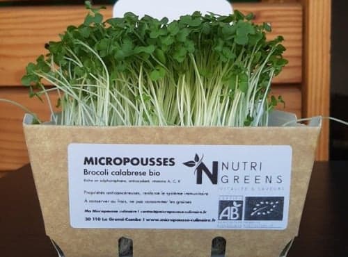 Bio-Microgreens Brokkoli Calabrese, 4 Schalen