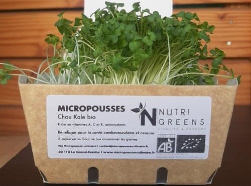 Bio-Microgreens Grünkohl, 4 Schalen