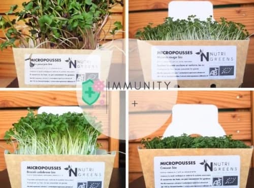 Microgreens Paket „Immunität +“ (Brokkoli, Rettich, Kresse, Senf), 4 Schalen
