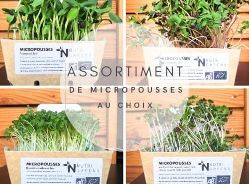 Bio-Microgreens Sortiment nach Wahl, 16 Schalen